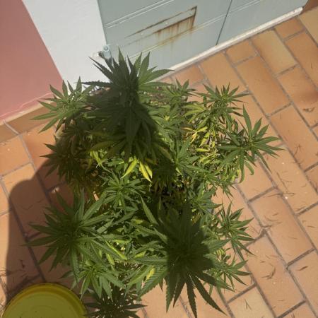 Amnesia Pro
