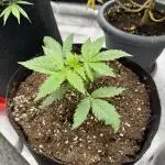 Melonade Runtz Auto - 12/12 Run