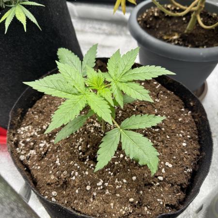 Melonade Runtz Auto - 12/12 Run