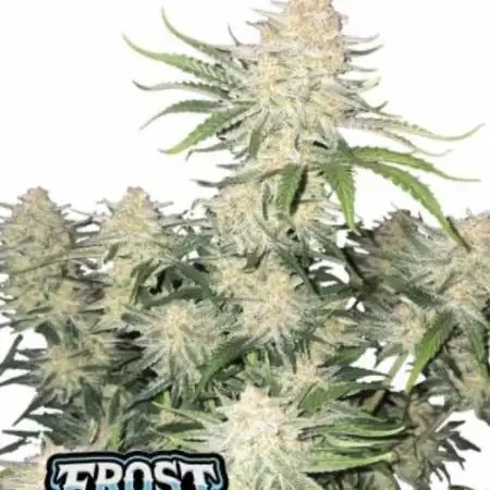 FastBuds Trio