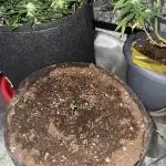 Melonade Runtz Auto - 12/12 Run
