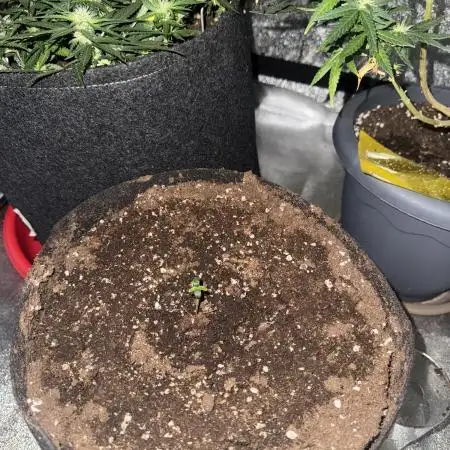 Melonade Runtz Auto - 12/12 Run