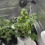 Amnesia Pro