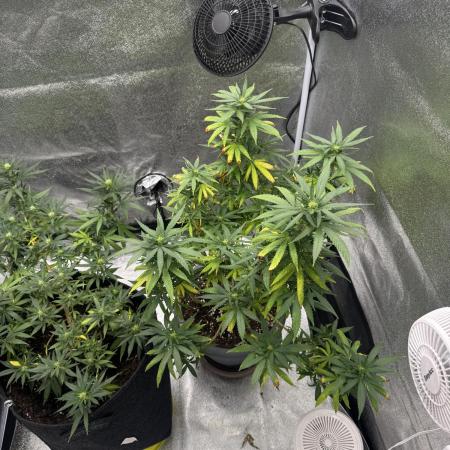 Amnesia Pro