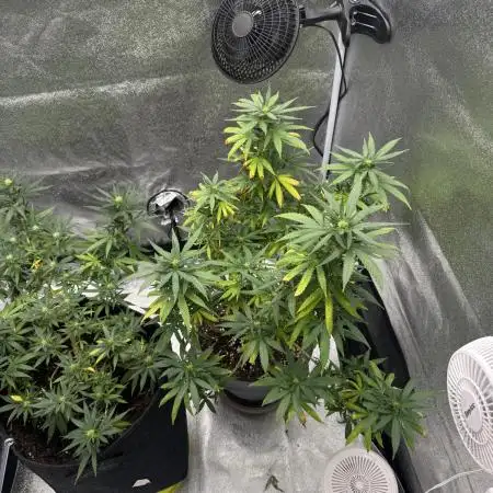 Amnesia Pro