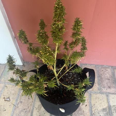 Glue Gelato Auto