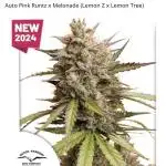 Melonade Runtz Auto - 12/12 Run