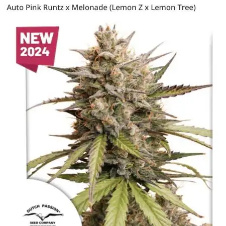Melonade Runtz Auto - 12/12 Run