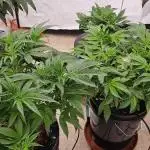 Humboldt's "All Gas OG"