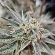 Humboldt's "All Gas OG"