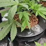 Humboldt's "All Gas OG"