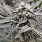 Humboldt's "All Gas OG"