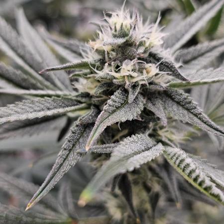 Humboldt's "All Gas OG"