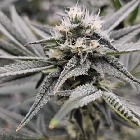 Humboldt's "All Gas OG"