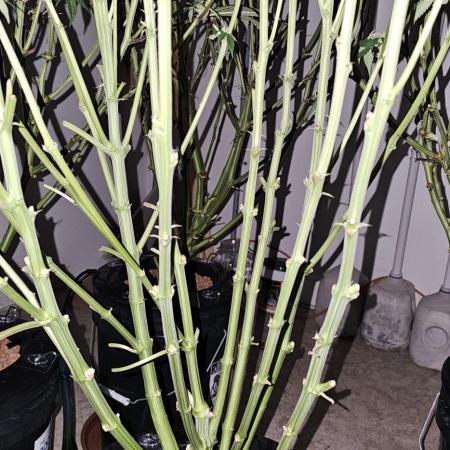 Humboldt's "All Gas OG"