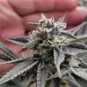 Humboldt's "All Gas OG"