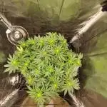 ICE Cream Cake-Zamnesia-150W-80x80