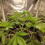 ICE Cream Cake-Zamnesia-150W-80x80