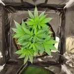 HerzOG-39l-150W-80x80