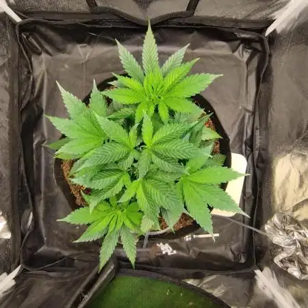 HerzOG-39l-150W-80x80