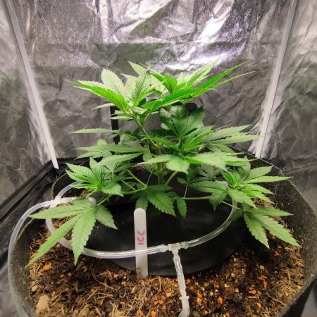 ICE Cream Cake-Zamnesia-150W-80x80