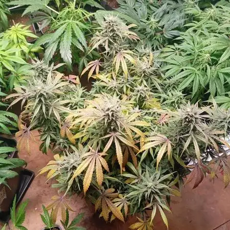 Bsf seed Lebron haze xxl