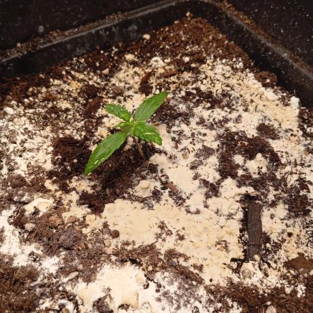 Auto purple kush