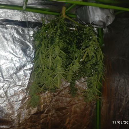 Bsf seed Lebron haze xxl