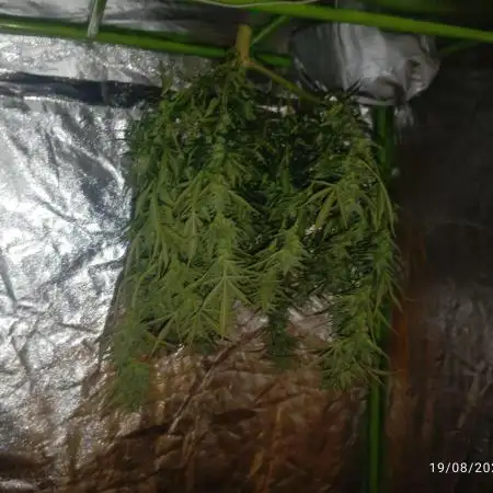 Bsf seed Lebron haze xxl