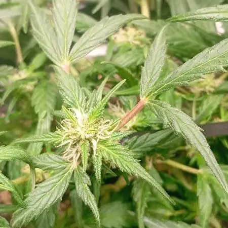 Auto purple kush