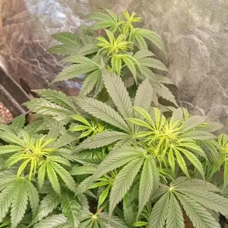 Bsf seed Lebron haze xxl