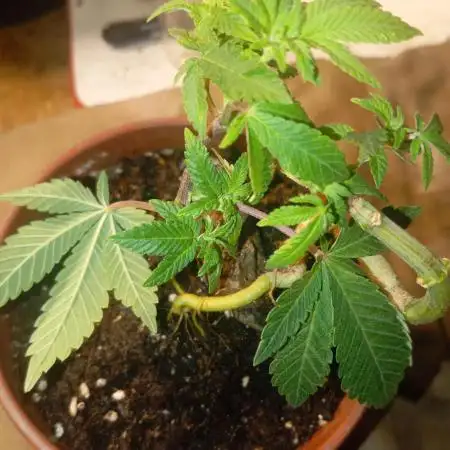 Diesel fem