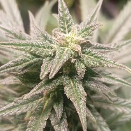 Bsf seed Lebron haze xxl