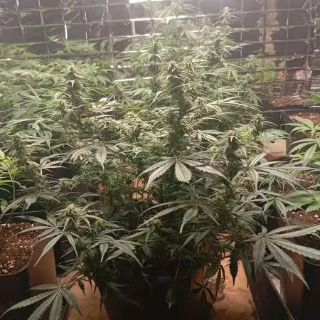 Bsf seed Lebron haze xxl