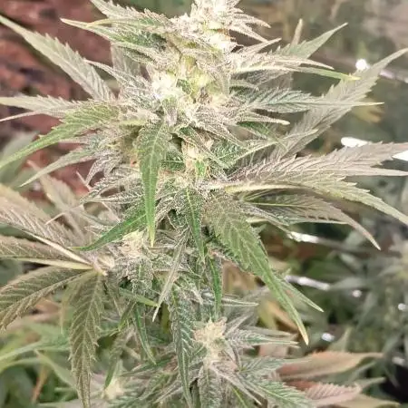 Bsf seed Lebron haze xxl