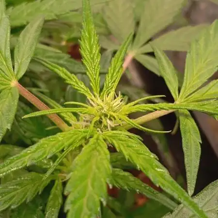 Auto purple kush