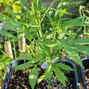 Cherry Pie Sidegrow