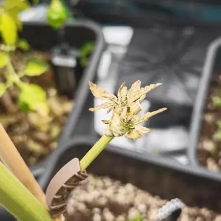 Survivors of Order 66, Bananakin