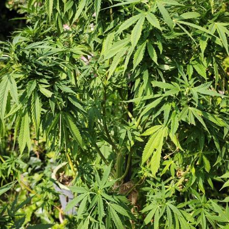 Primavera di ciliegia e nera, Inizia due