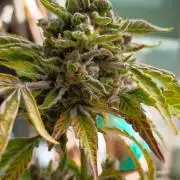 CBD CBD CBD