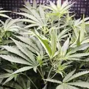CBD CBD CBD