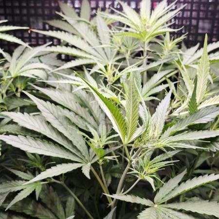 CBD CBD CBD