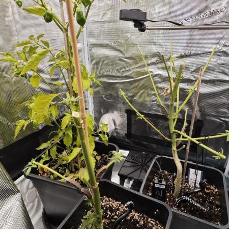 Survivors of Order 66, Bananakin