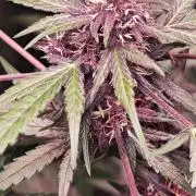 CBD CBD CBD