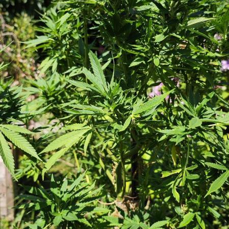 Primavera di ciliegia e nera, Inizia due