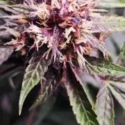 Königlicher CBD Grow