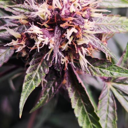 Königlicher CBD Grow