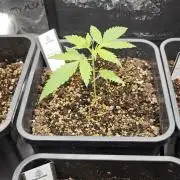 Königlicher CBD Grow