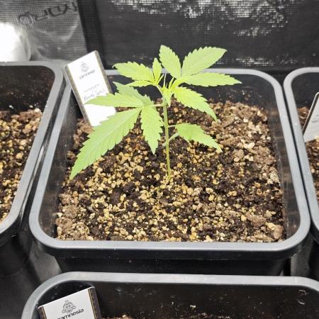 Königlicher CBD Grow