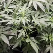 Königlicher CBD Grow